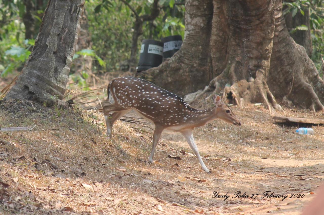 Woodside Homestay Wayanad Batheri Екстер'єр фото