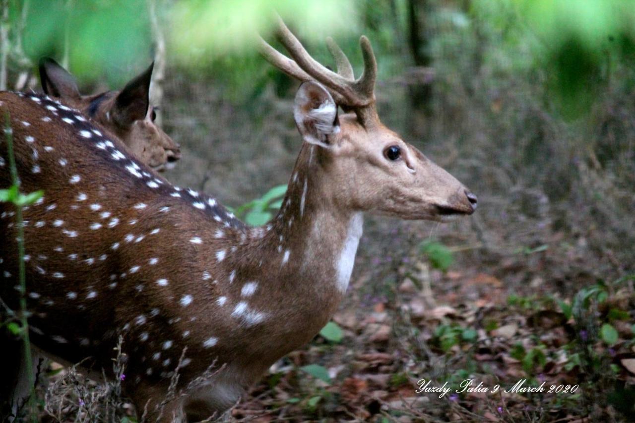 Woodside Homestay Wayanad Batheri Екстер'єр фото